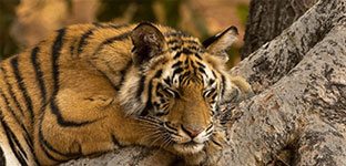 Tadoba safari tigers