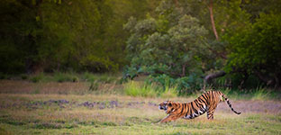 Tadoba jungle safari